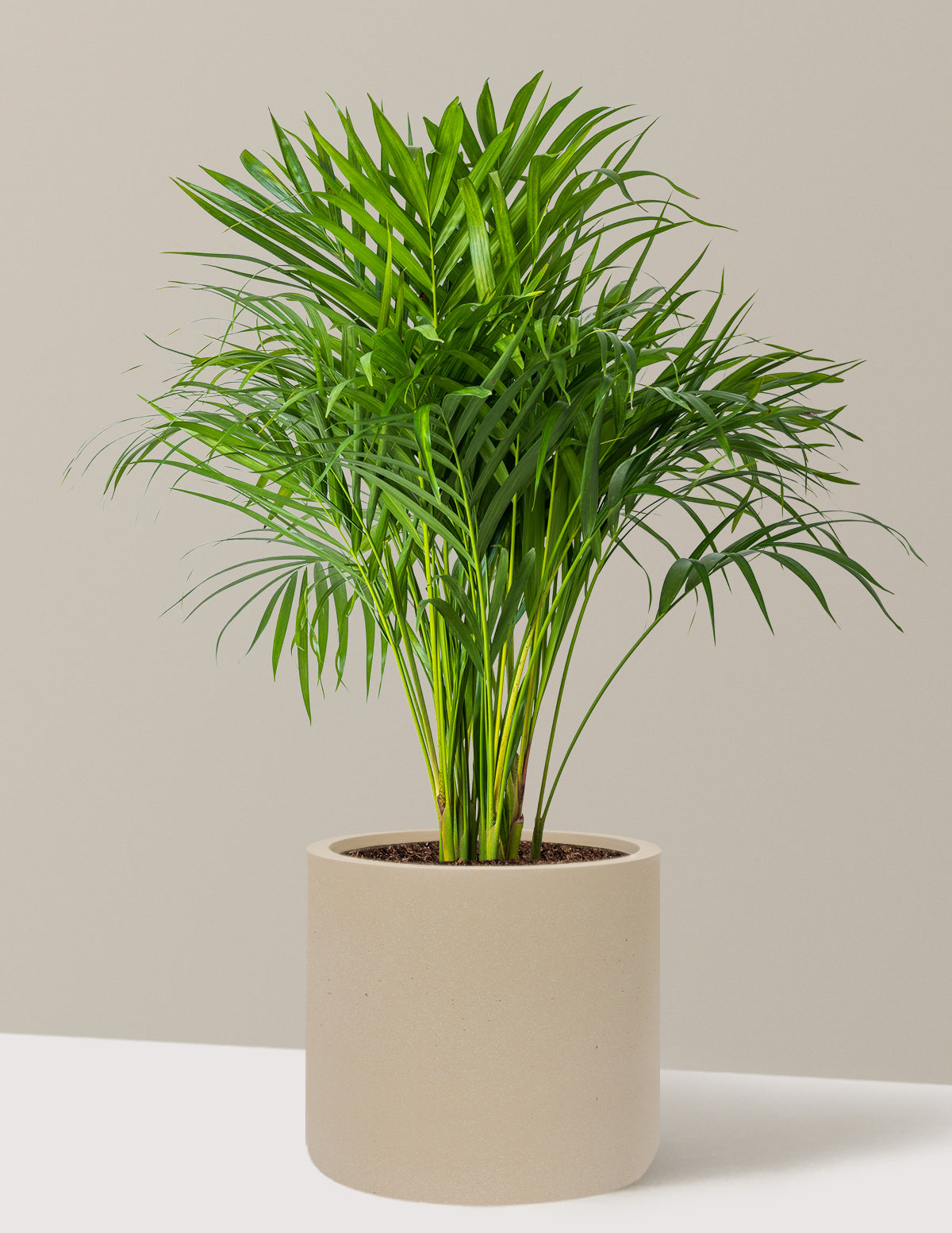 areca palm tree indoor plant The Sill Areca Palm 6 in. Houseplants in Green