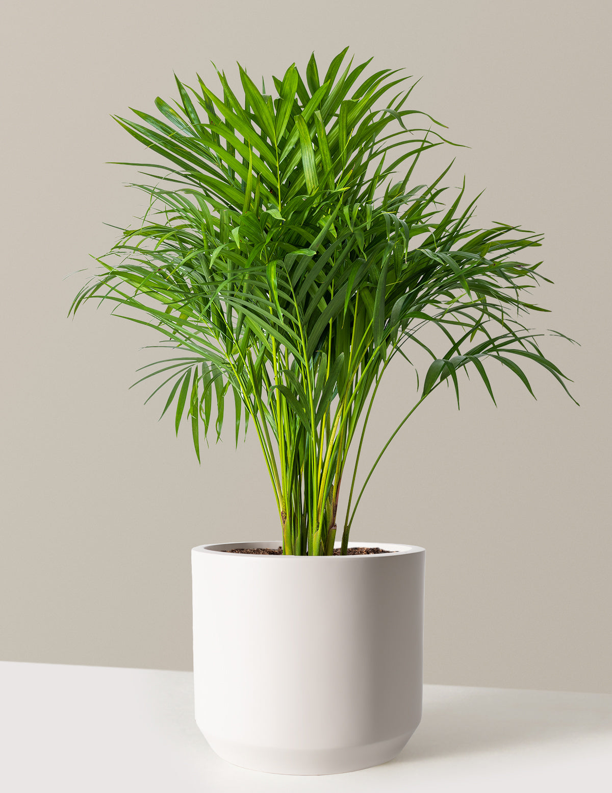 Areca Purifying Palm