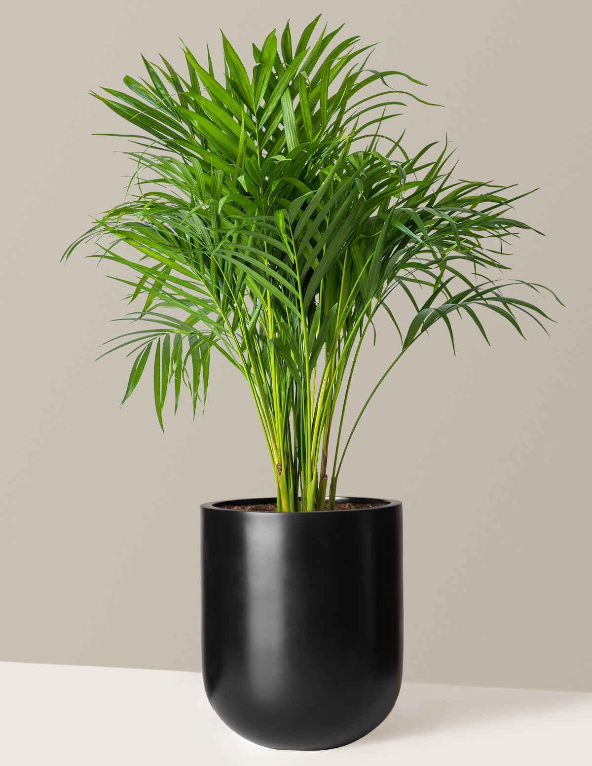 Areca Purifying Palm