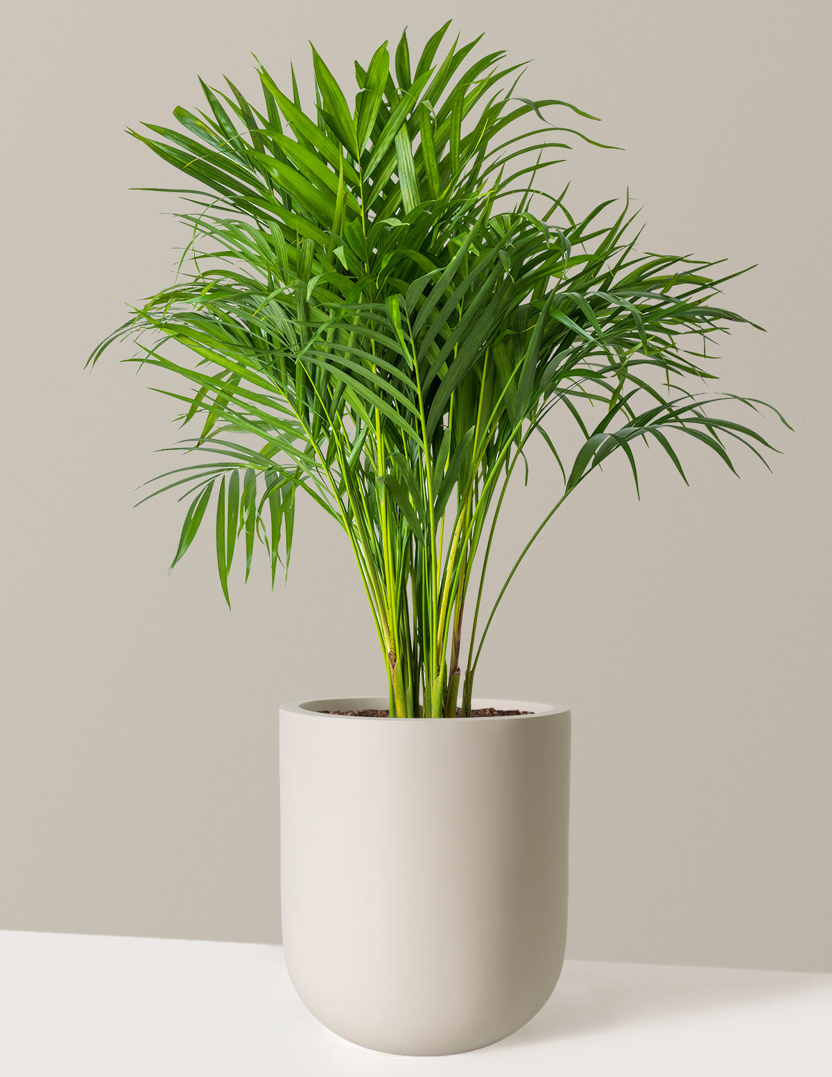 Areca Purifying Palm