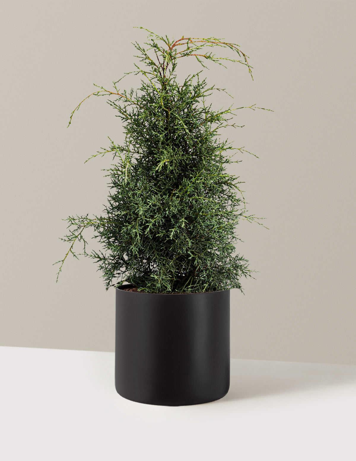 Arizona Cypress - Carolina Sapphire