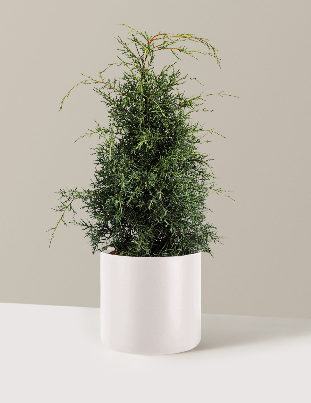 Arizona Cypress - Carolina Sapphire