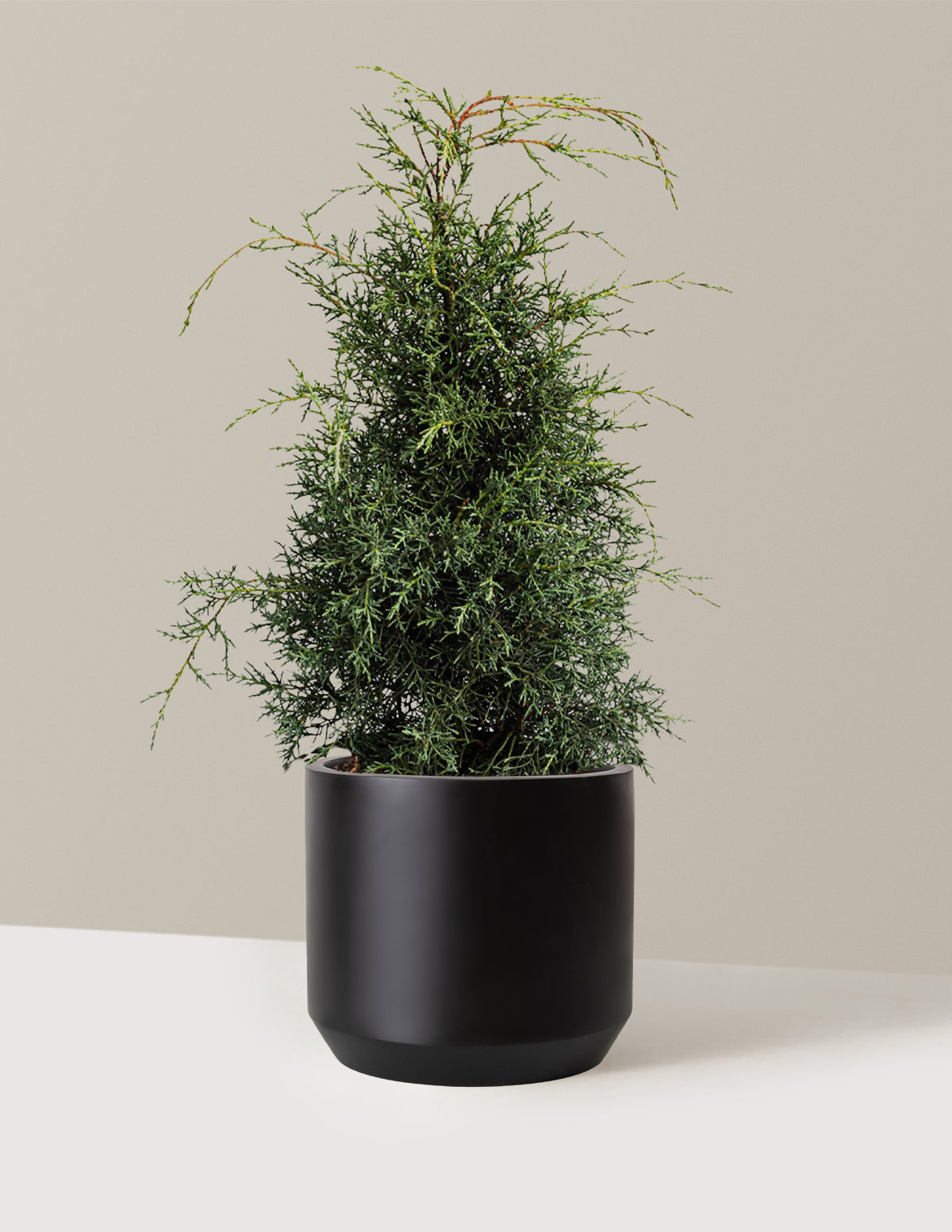 Arizona Cypress - Carolina Sapphire