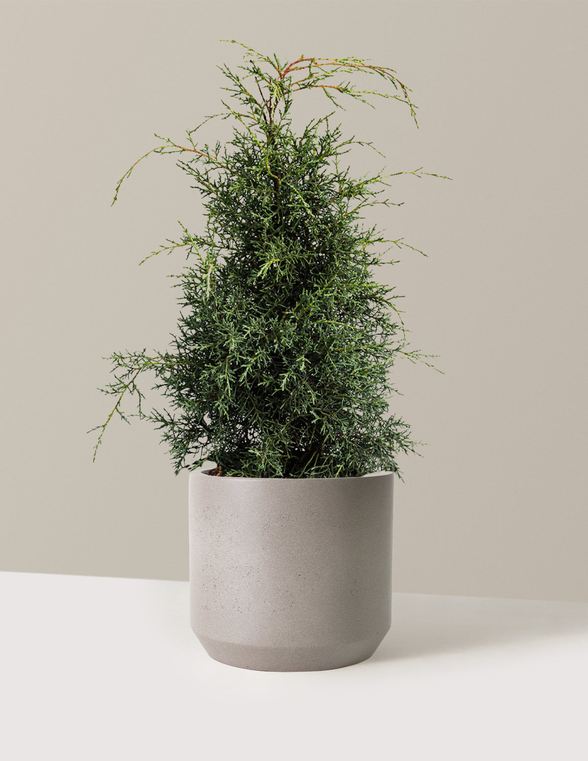 Arizona Cypress - Carolina Sapphire