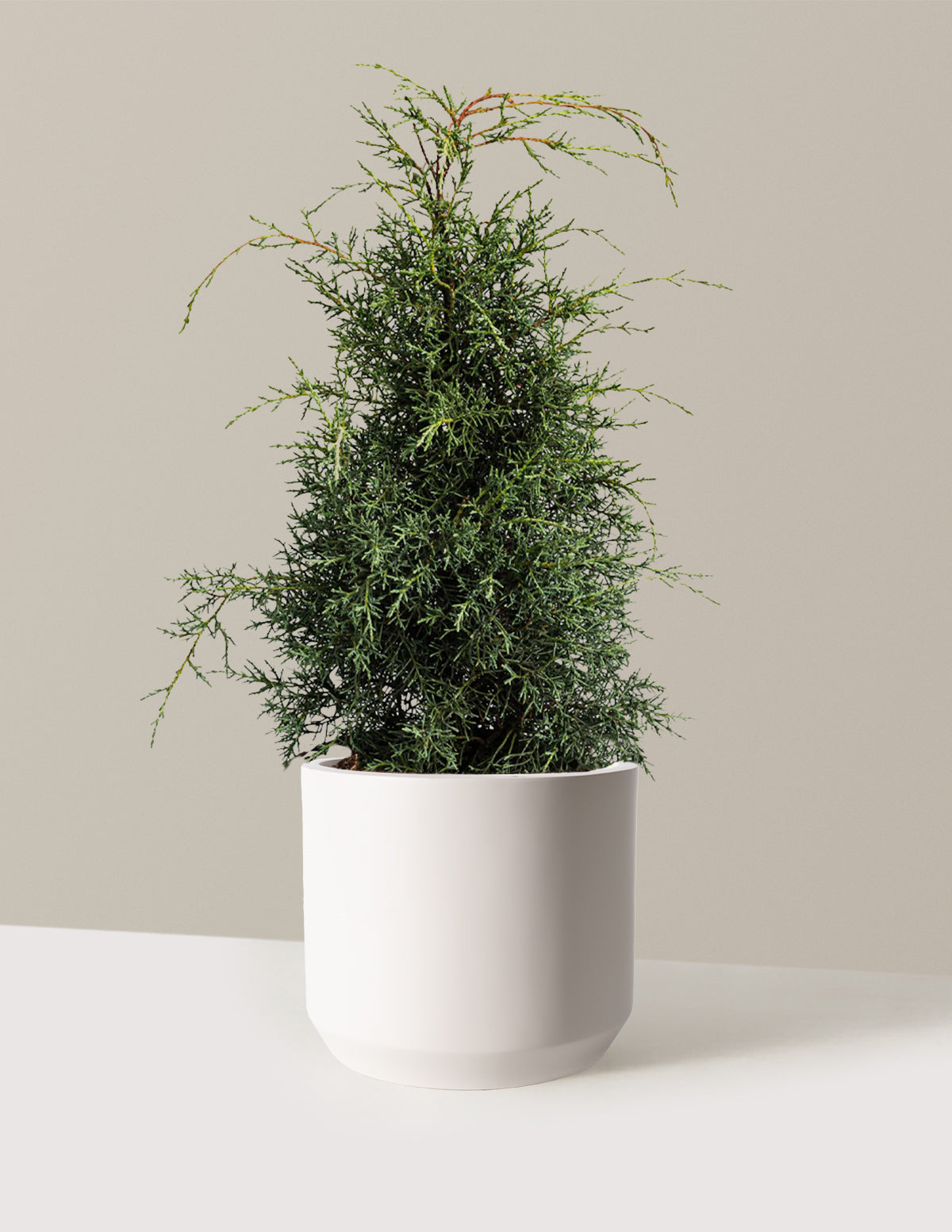 Arizona Cypress - Carolina Sapphire
