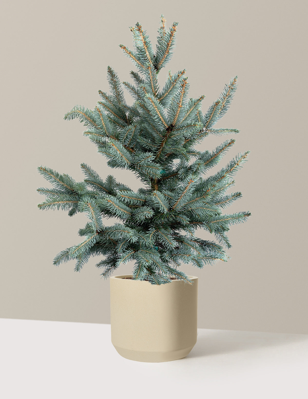 Baby Blue Eyes Spruce