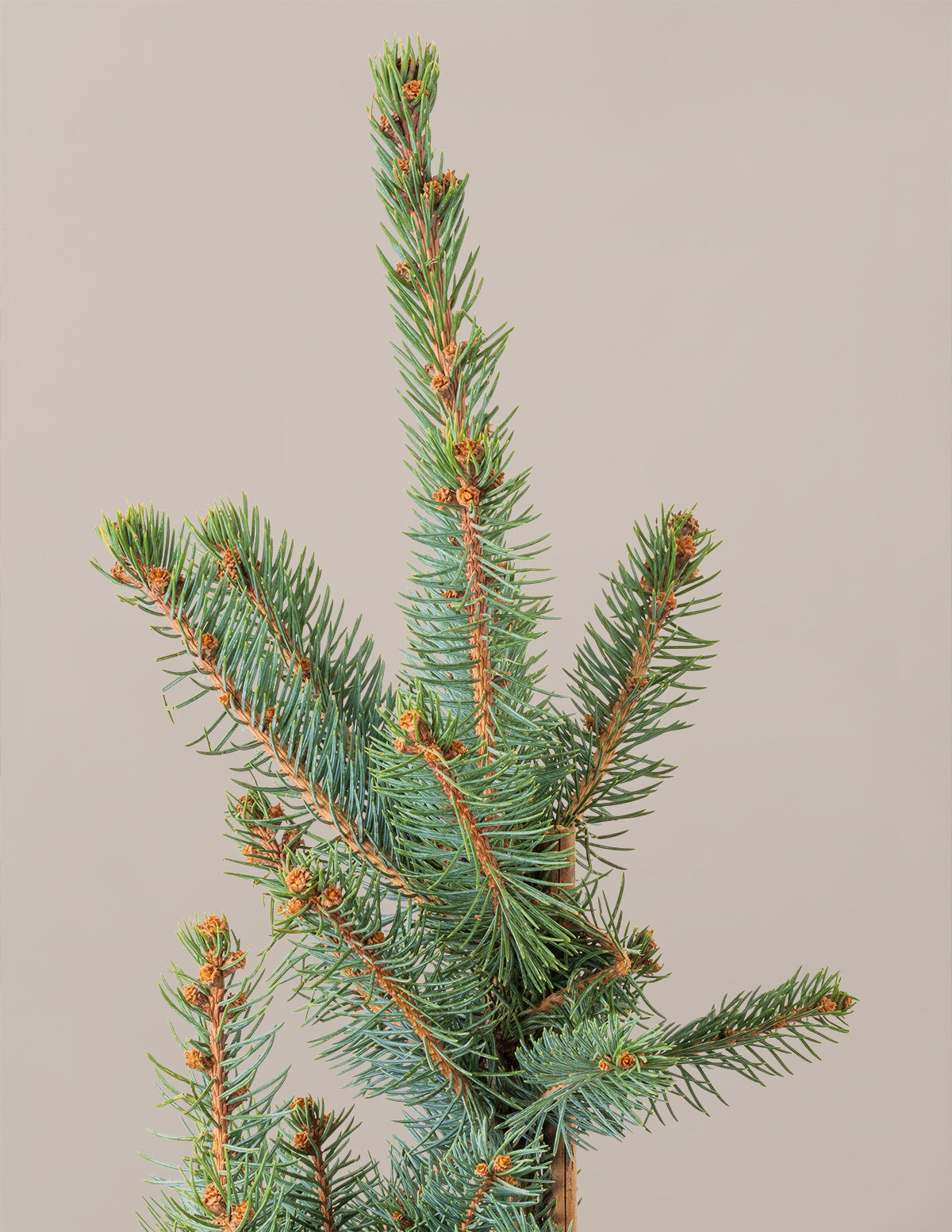Baby Blue Eyes Spruce