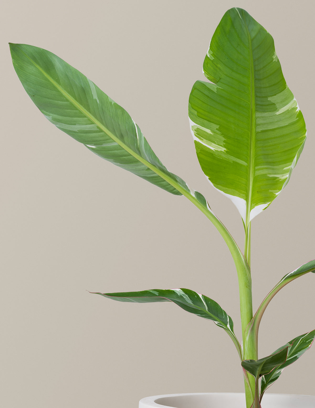 potted indoor banana plant Variegated Banana Musa