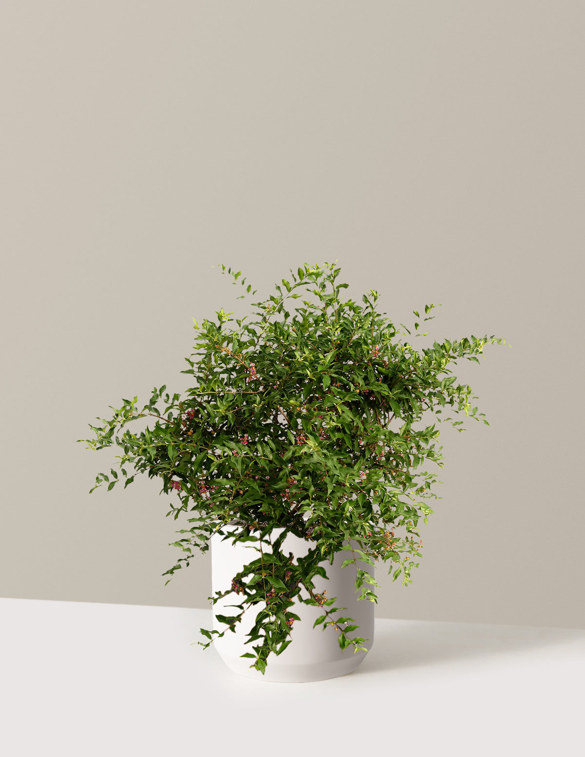 Barbados ‘Acerola’ Cherry Tree