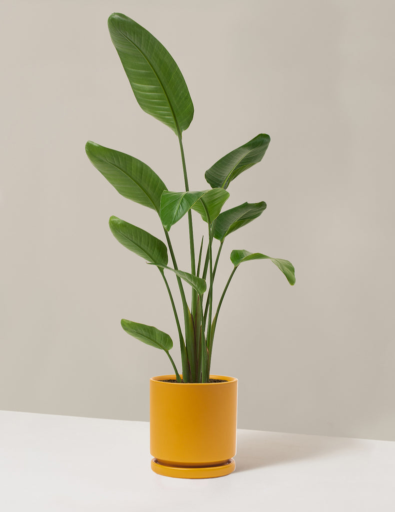 How to care for a Bird of Paradise