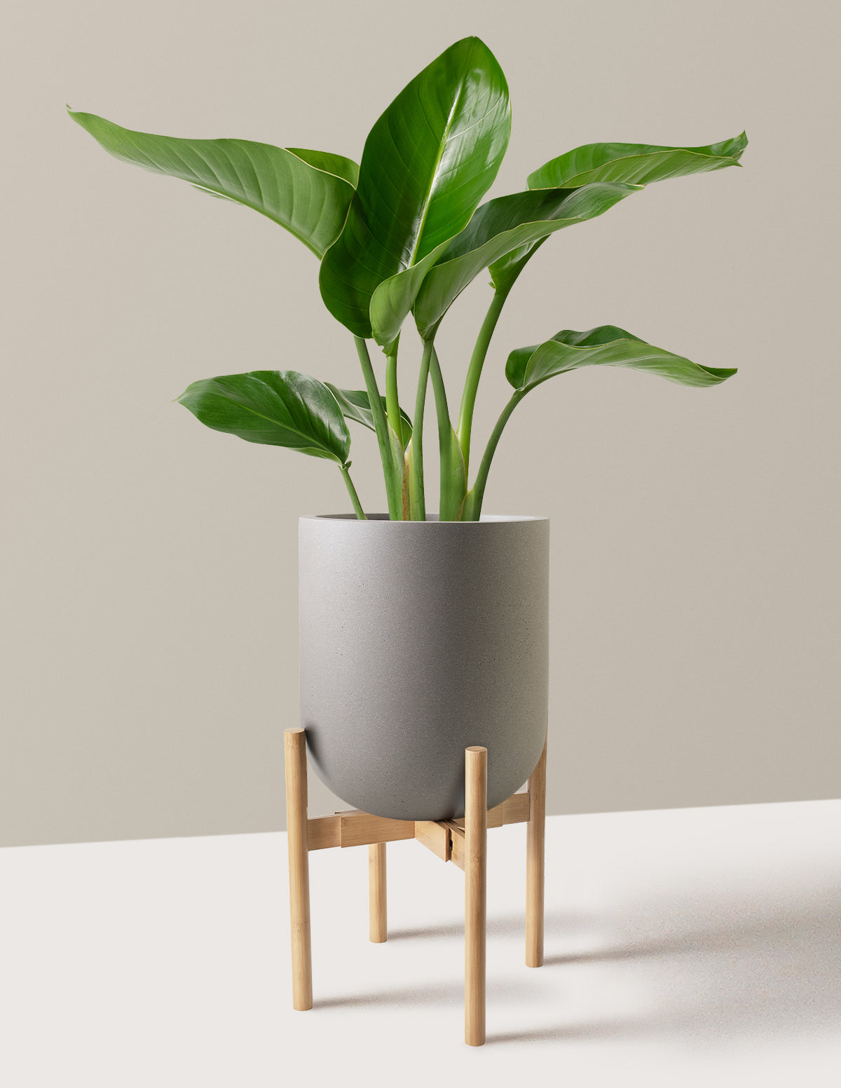 Bird of Paradise