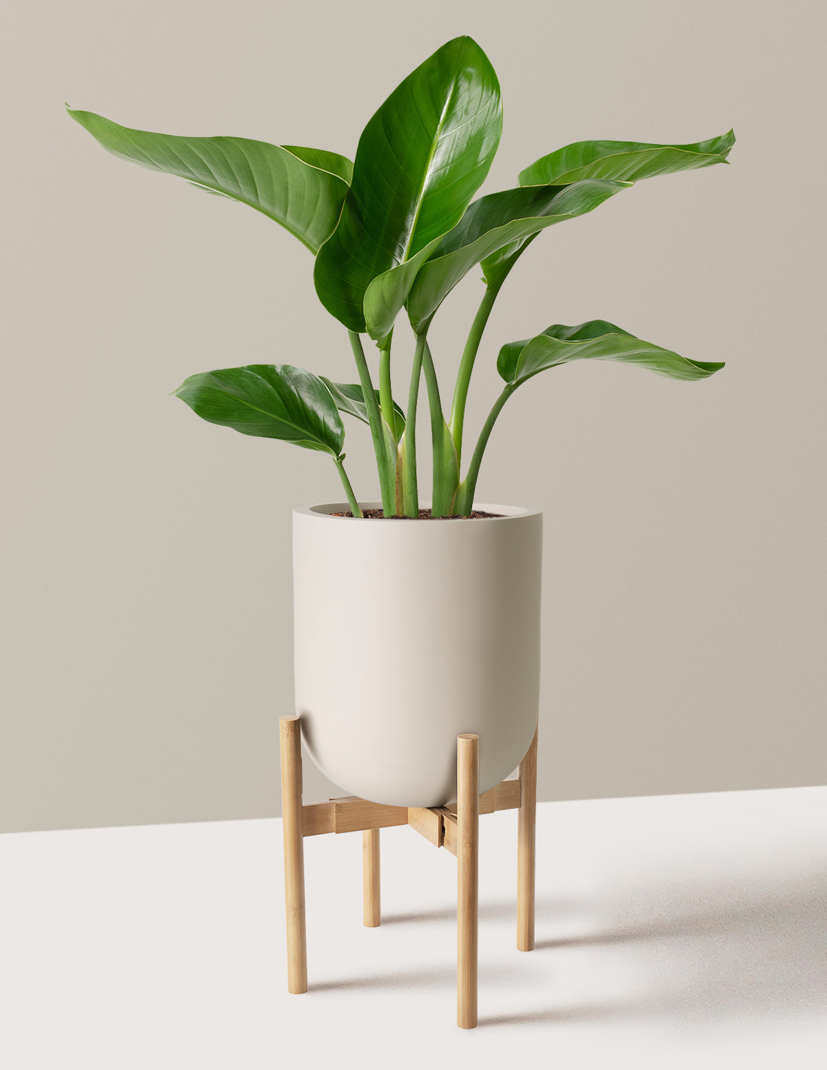 Bird of Paradise