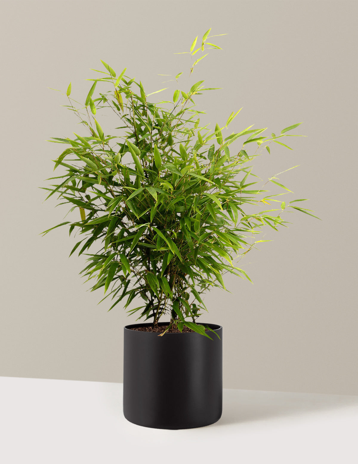 Black Bamboo