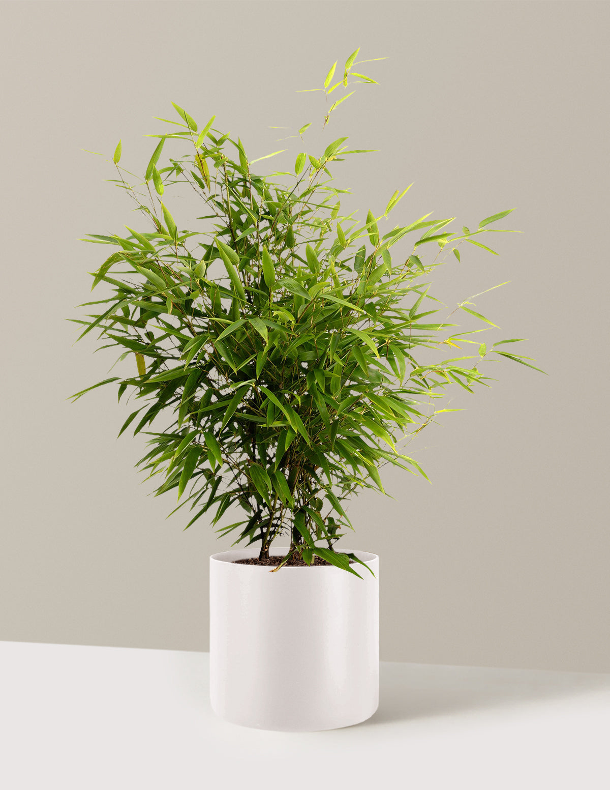Black Bamboo