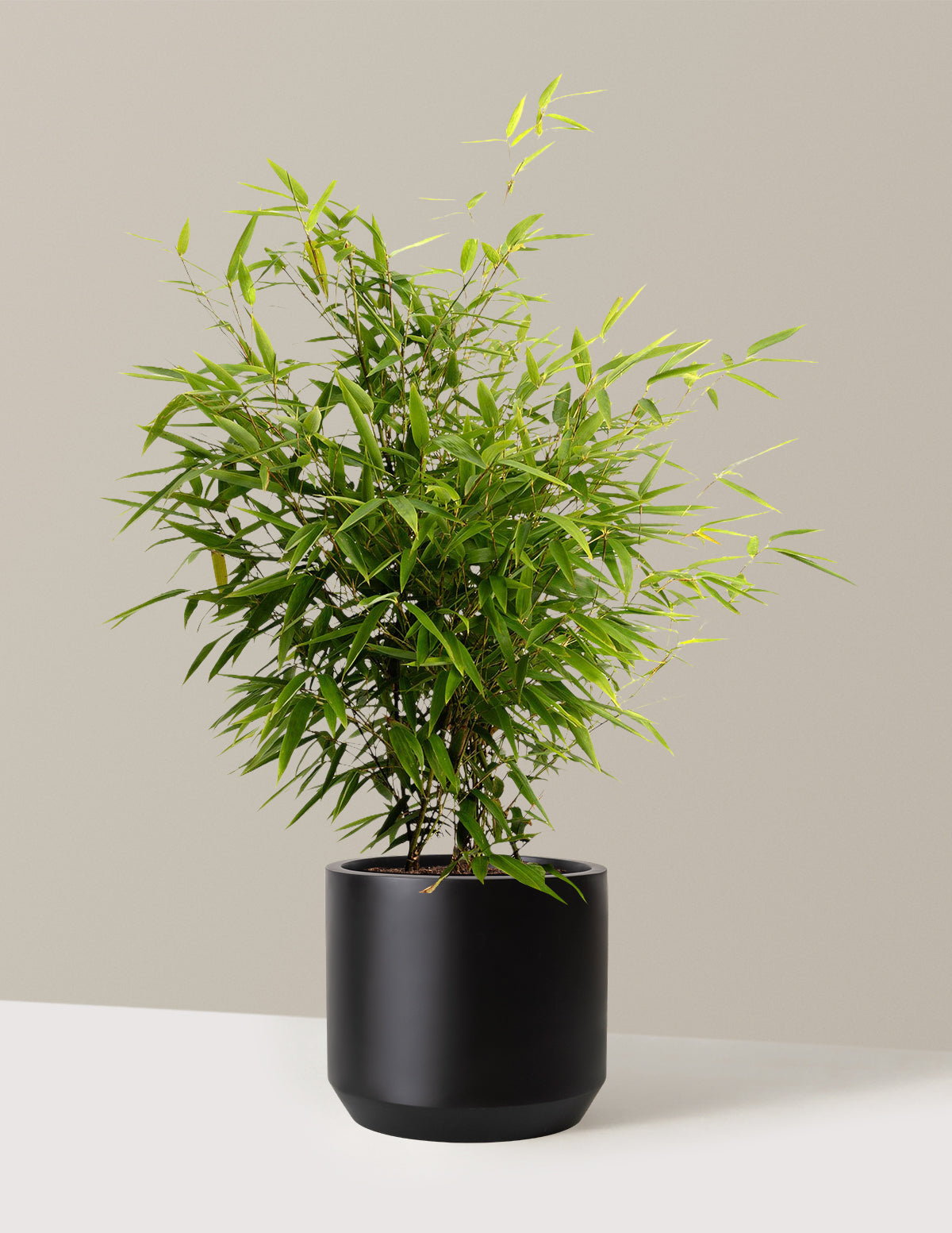 pot for bamboo plant Black Bamboo with Planter | 3 Gallon | Mexia