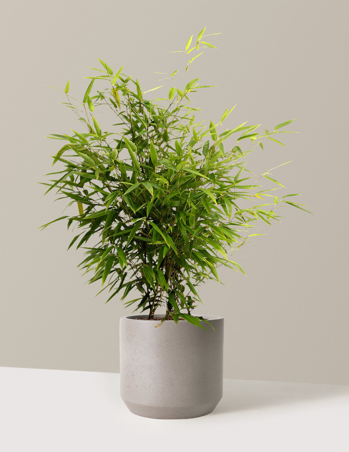 Black Bamboo