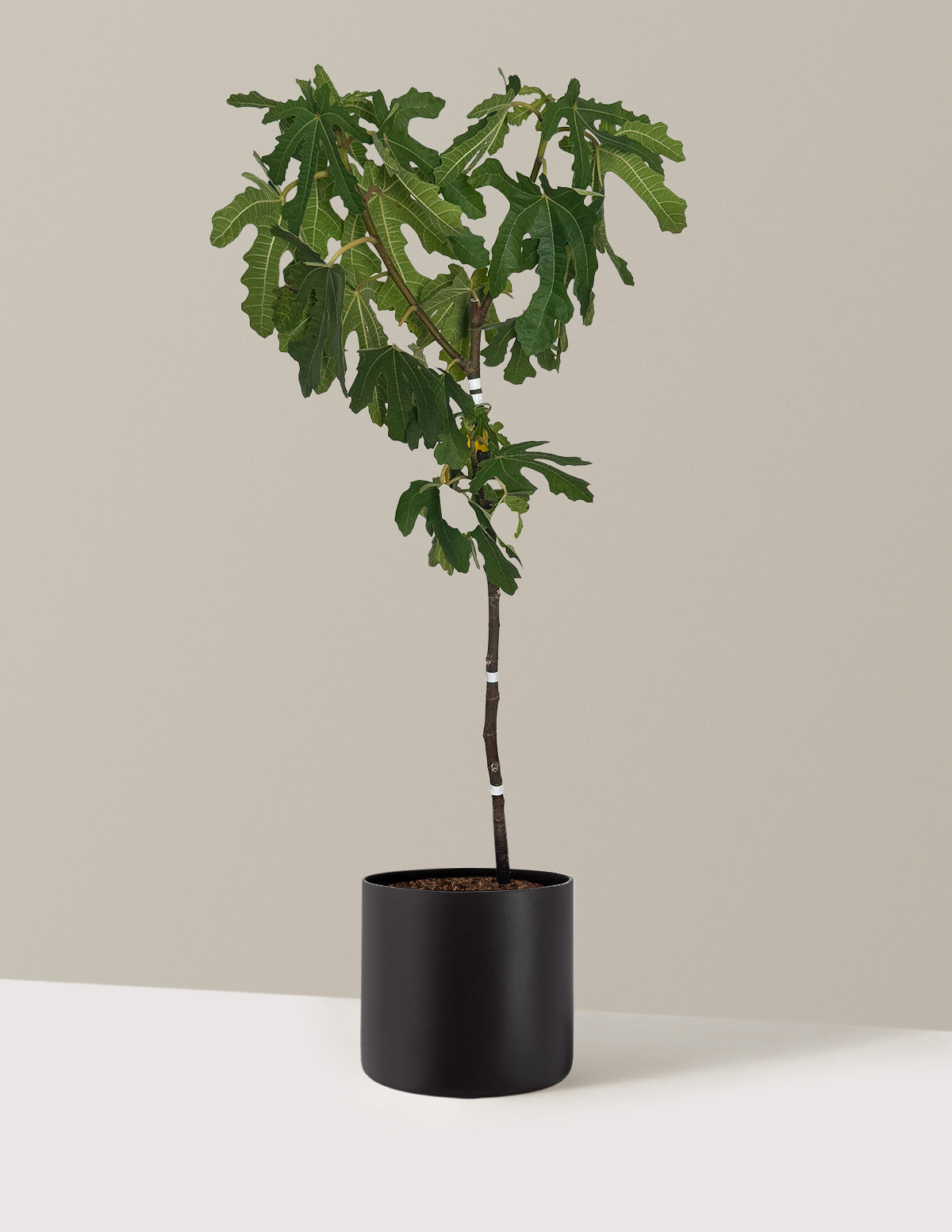 Black Mission Fig