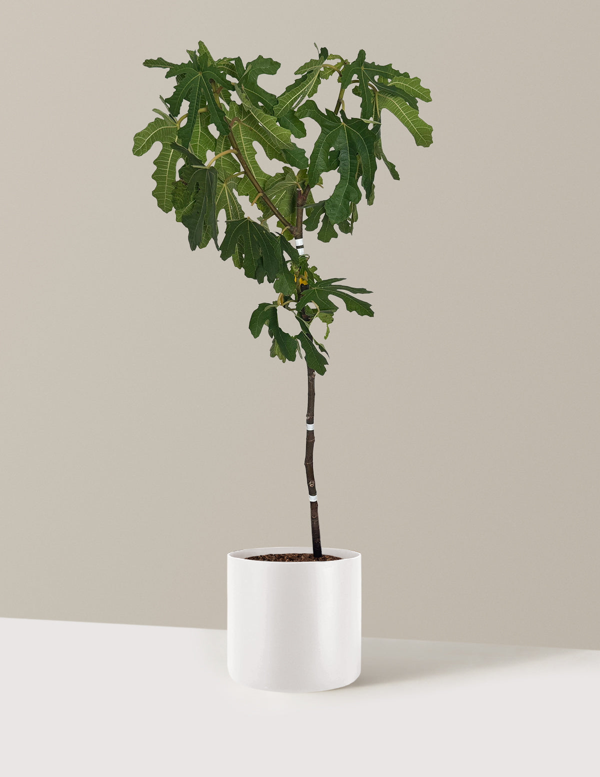 Black Mission Fig