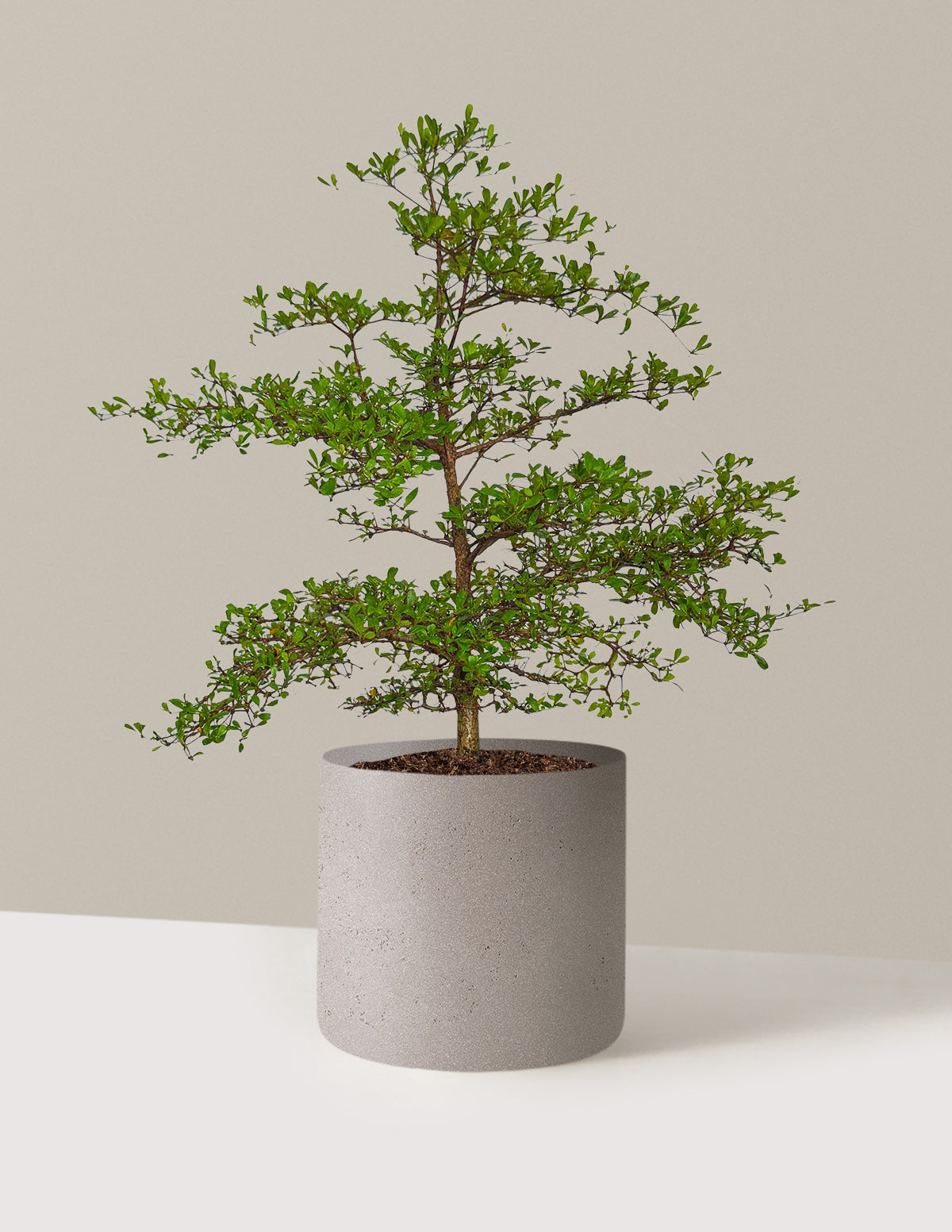Black Olive Tree