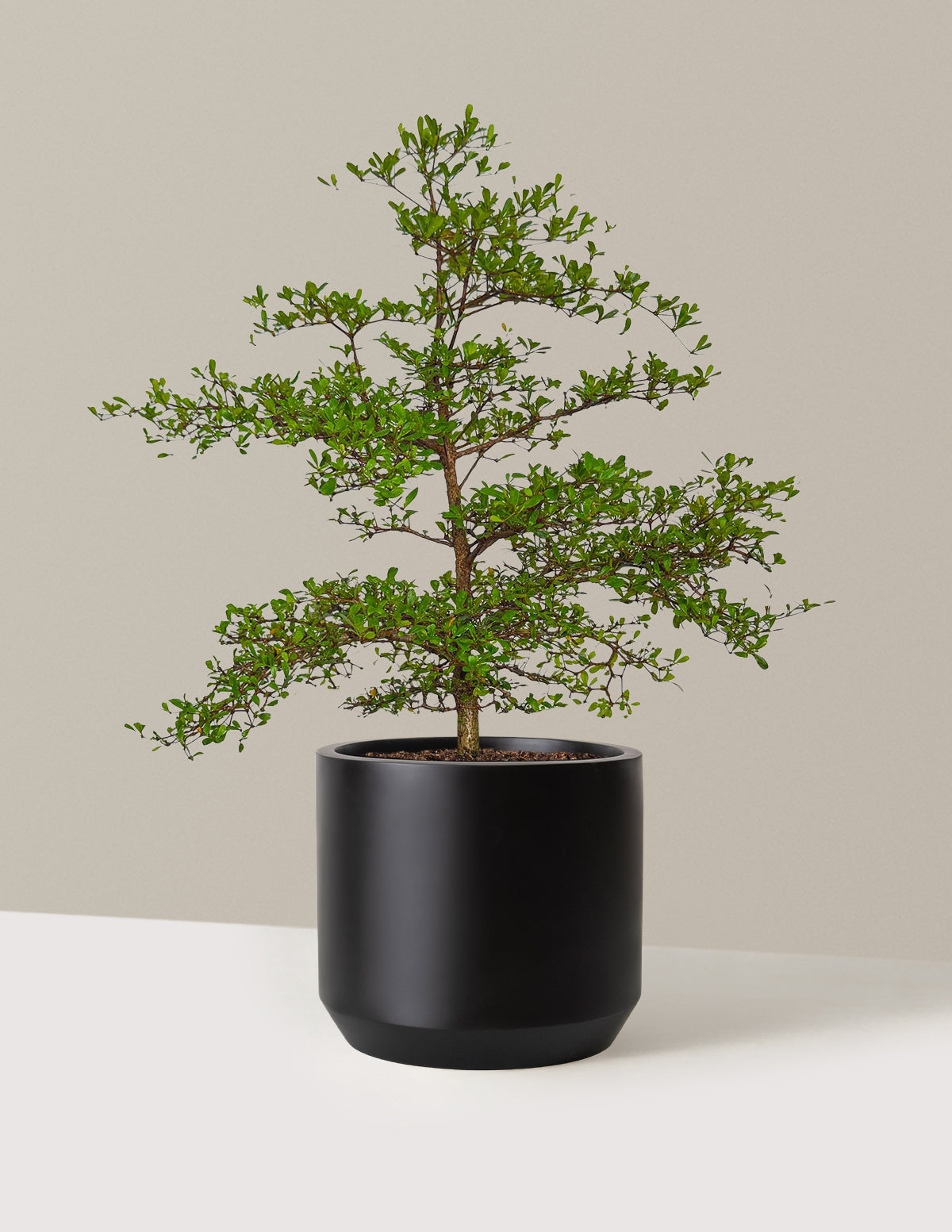 Black Olive Tree