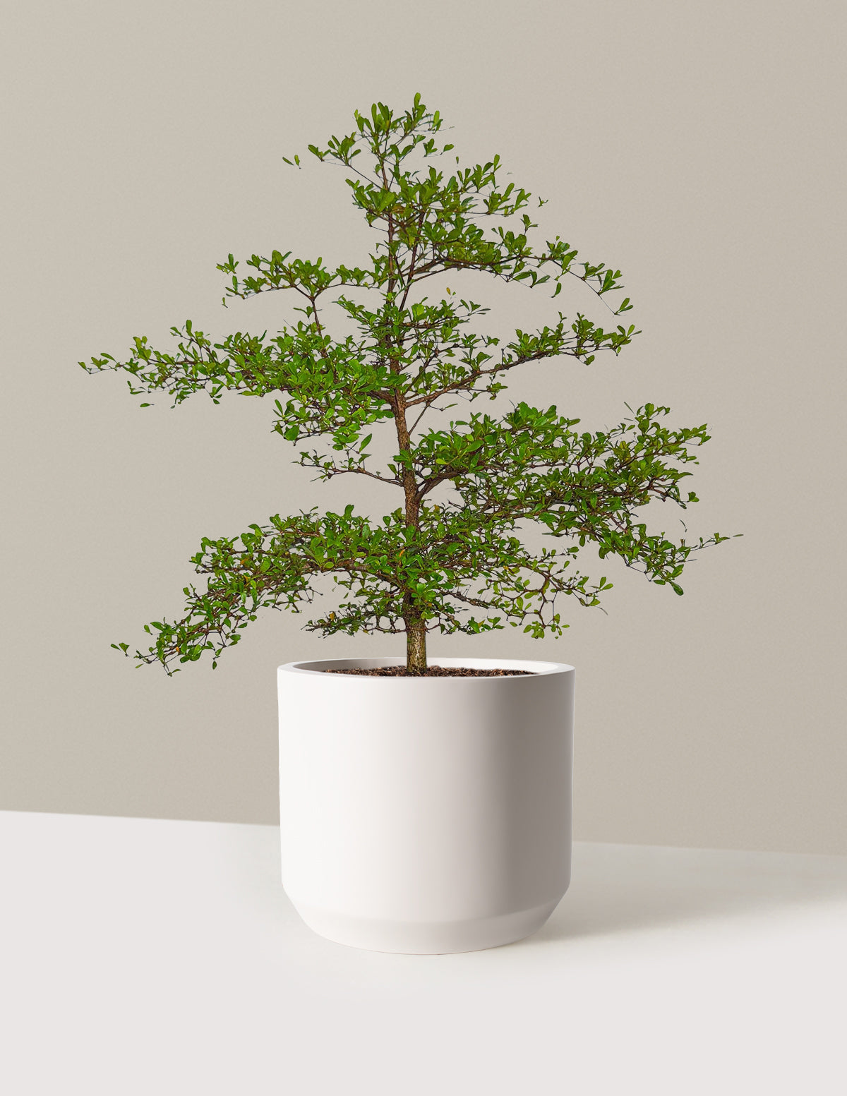 Black Olive Tree