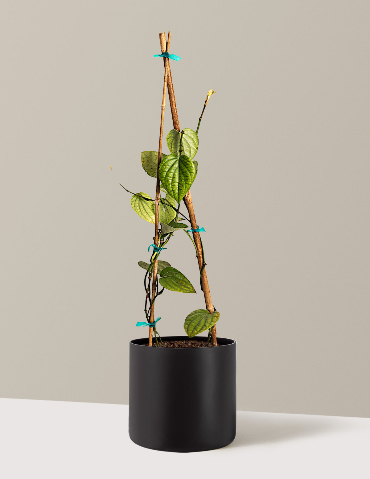 Black Pepper Plant
