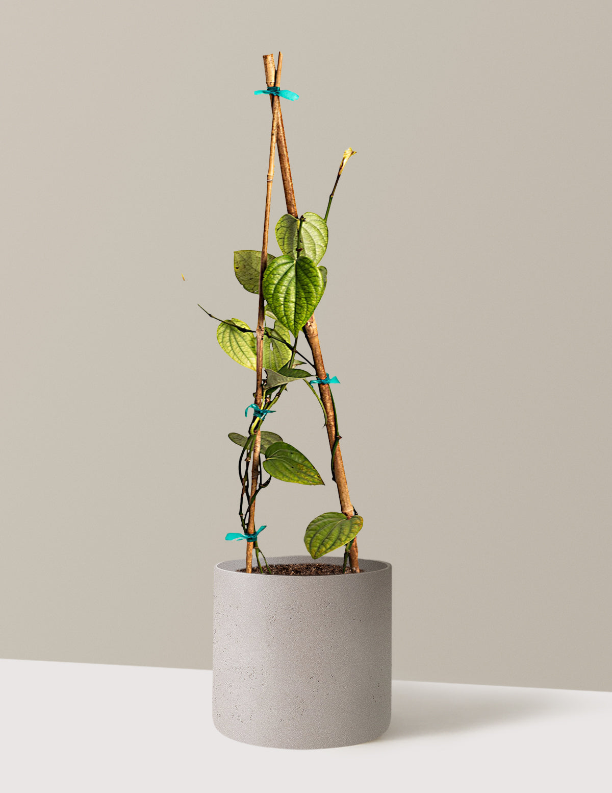 Black Pepper Plant