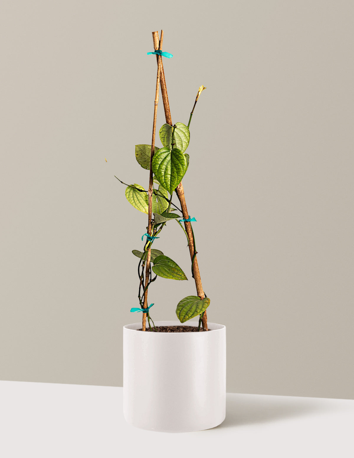 Black Pepper Plant
