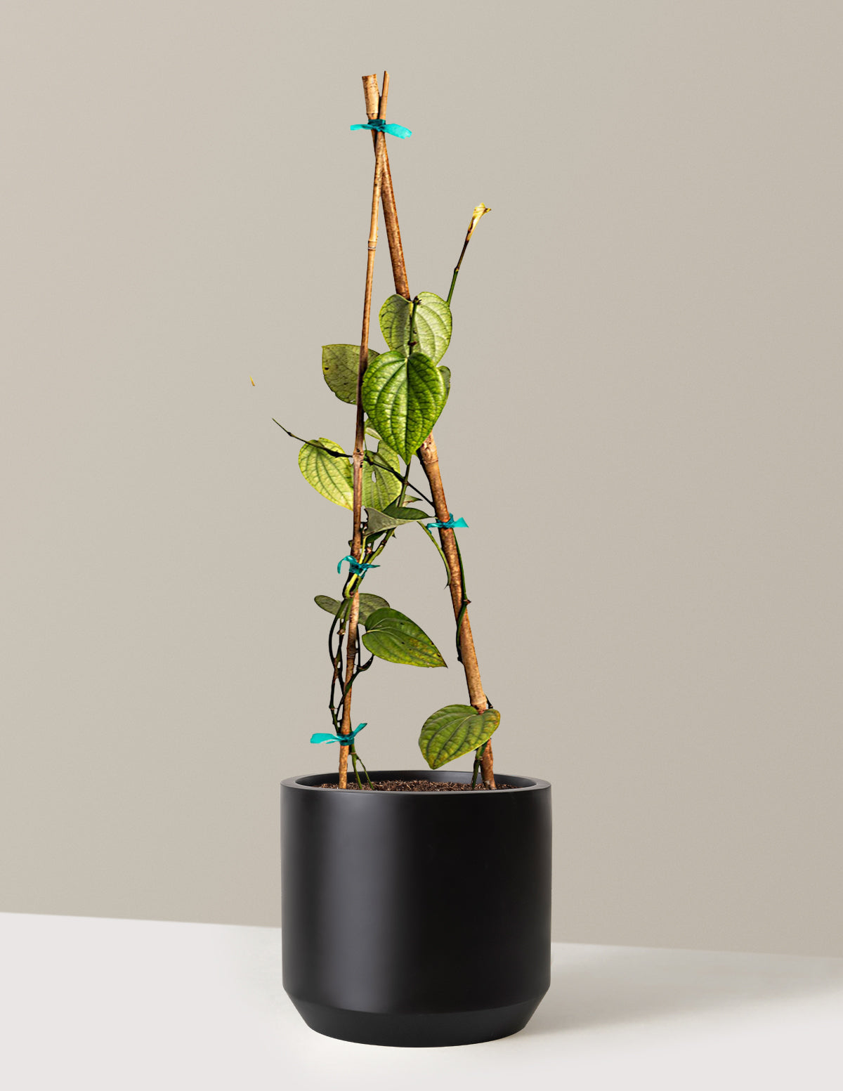 Black Pepper Plant