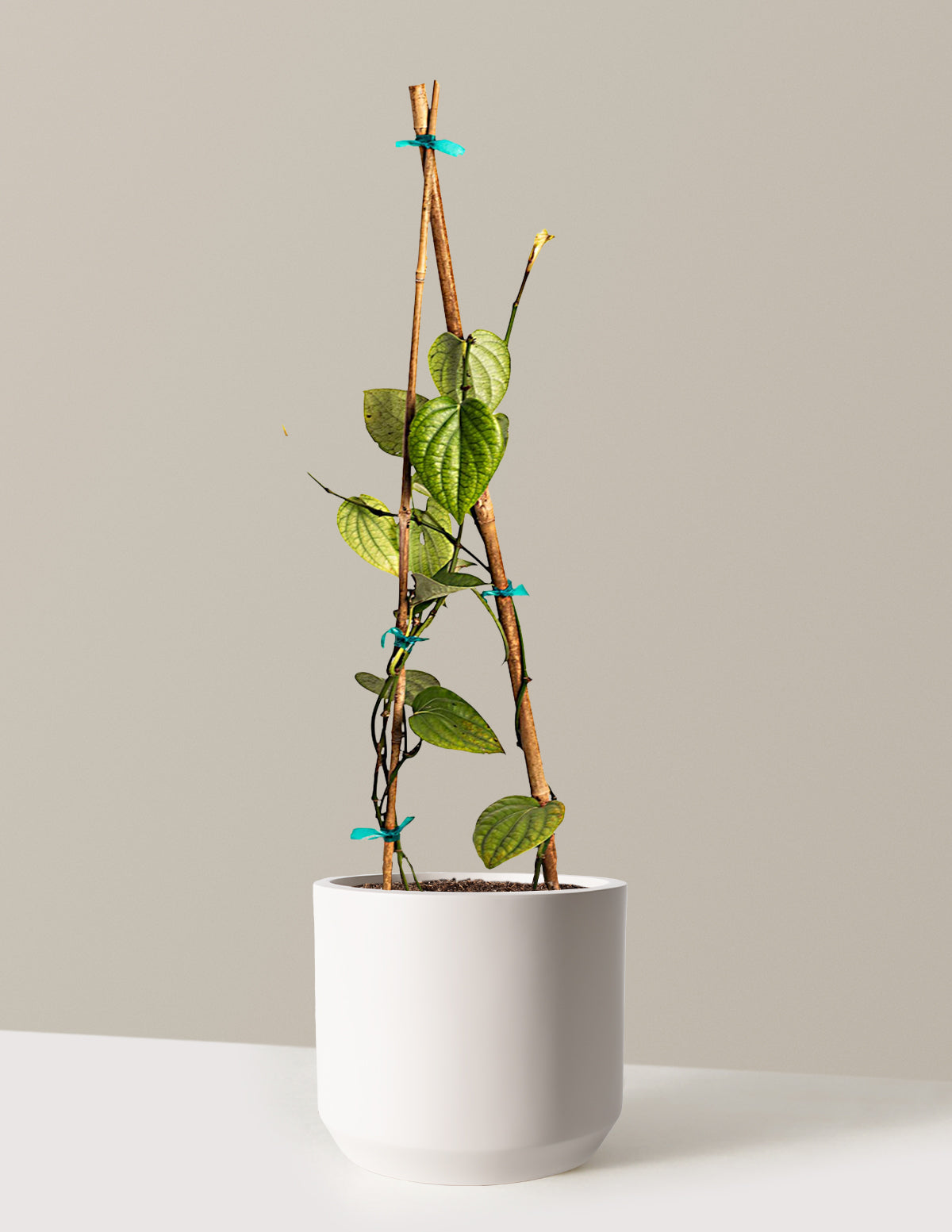 Black Pepper Plant