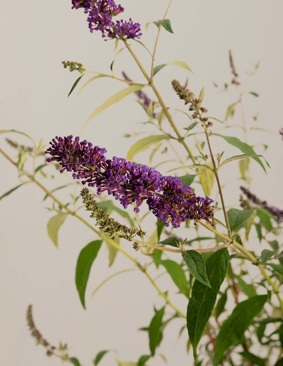 Black Knight Butterfly Bush