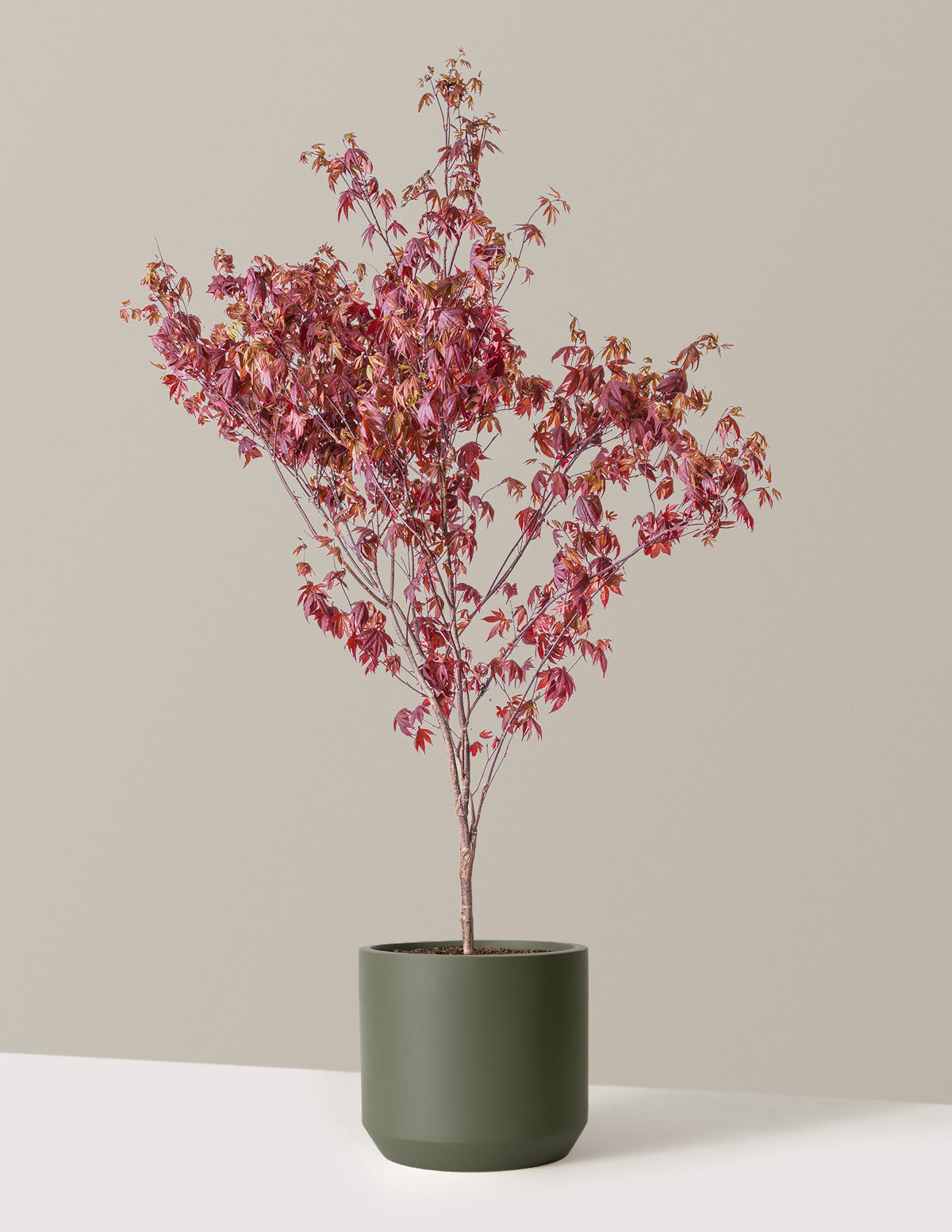 Bloodgood Japanese Maple