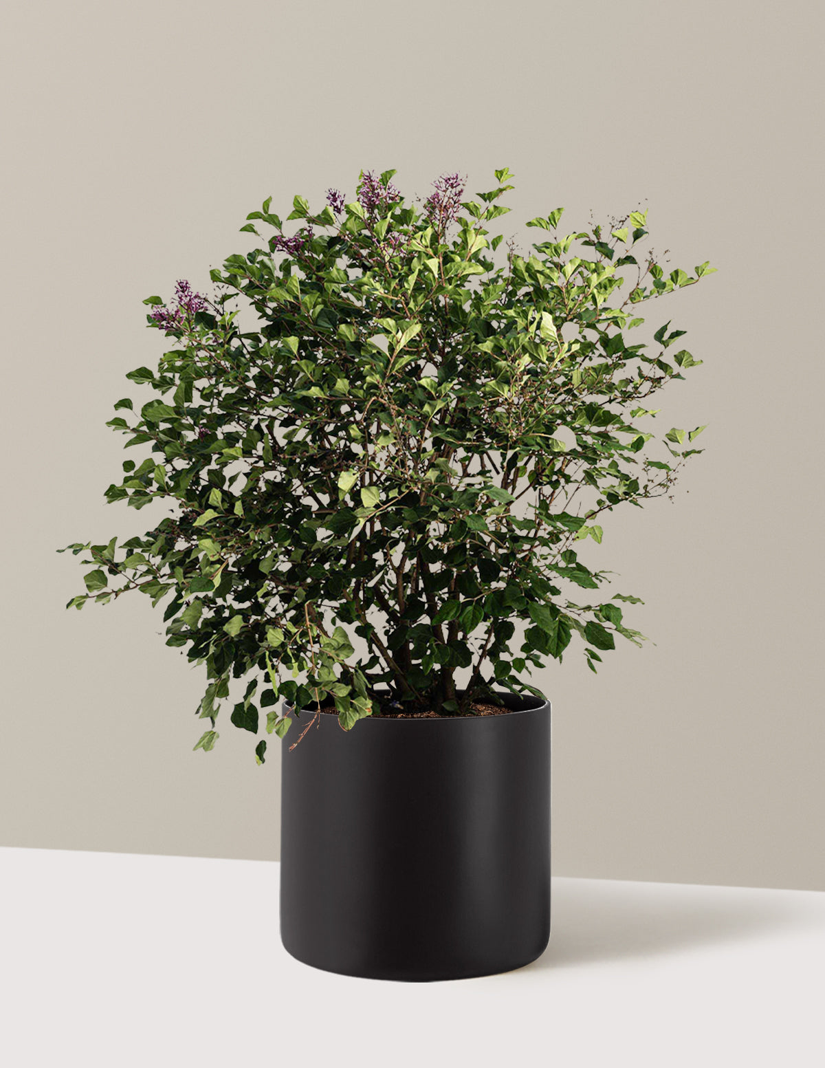 Bloomerang Lilac Bush