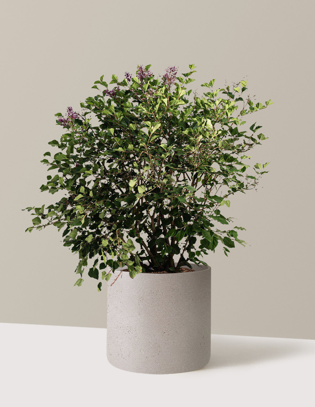Bloomerang Lilac Bush