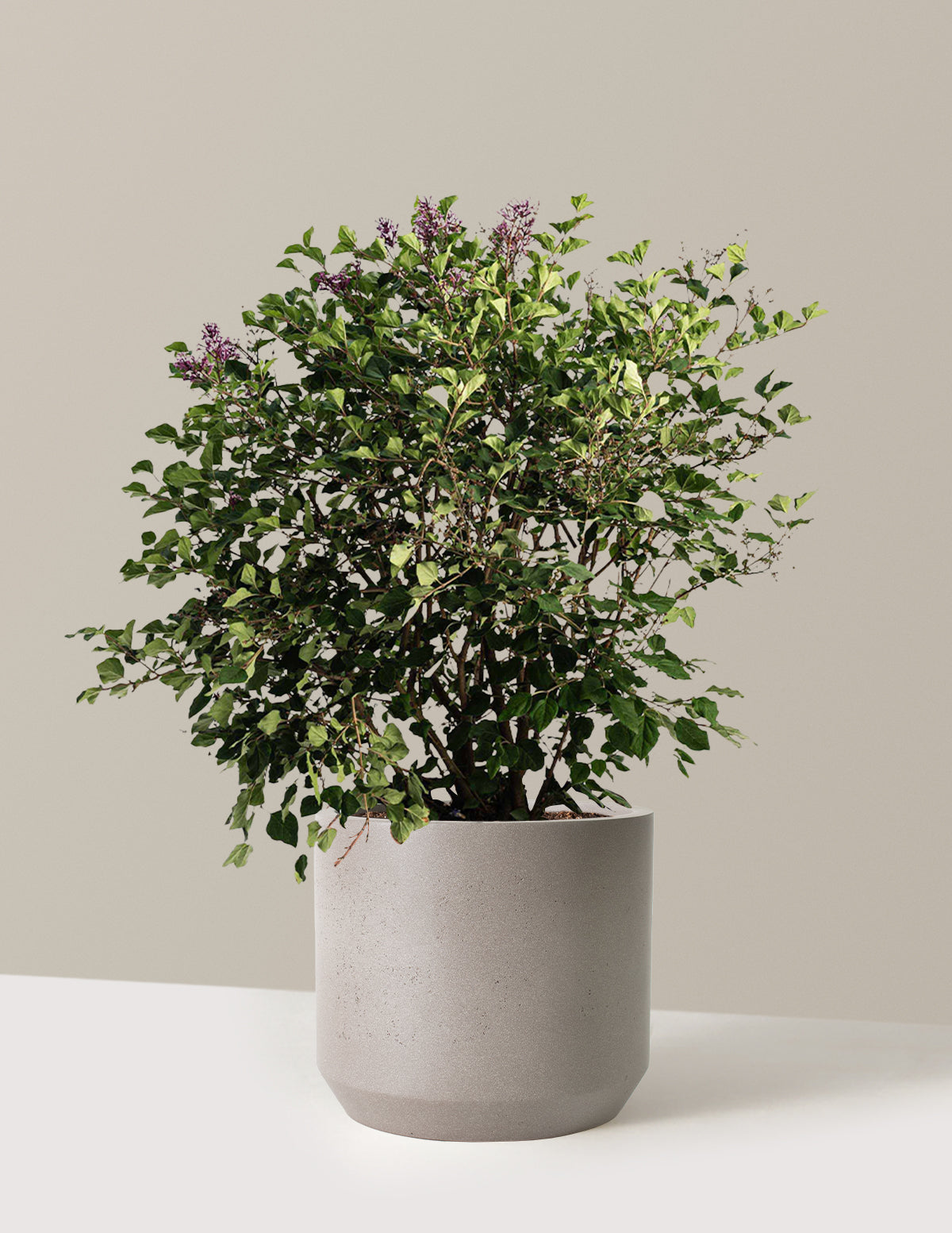 Bloomerang Lilac Bush