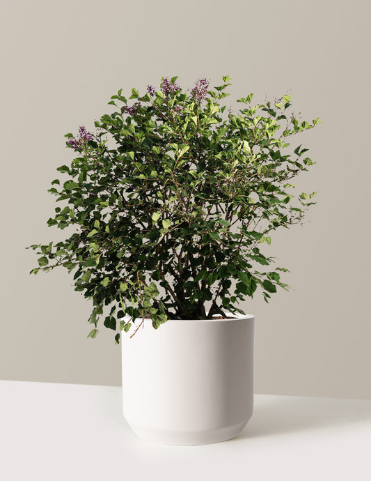 Bloomerang Lilac Bush