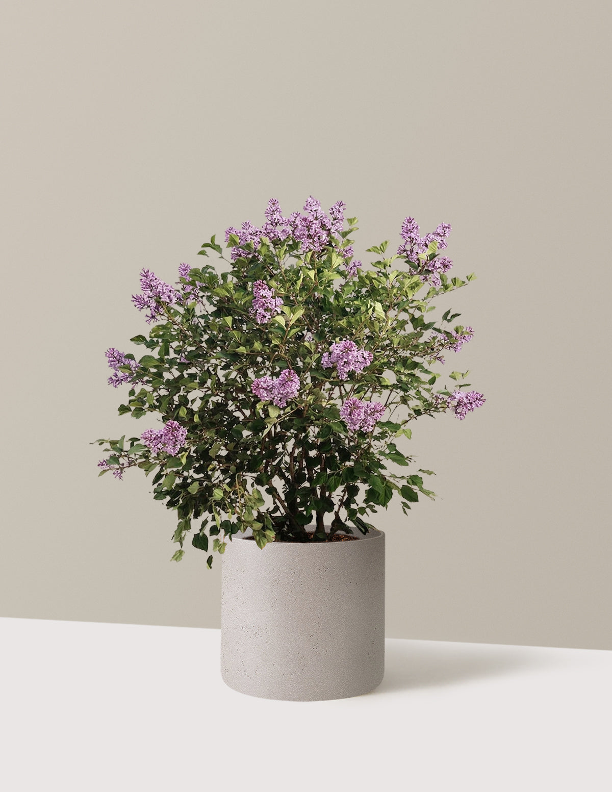 bundle | 3 Gallon | Agnes | Cement Grey