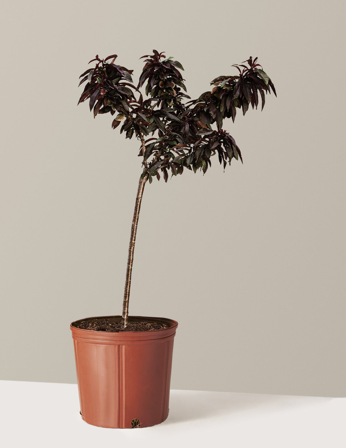 bundle | 2-3 ft. | Grow Pot