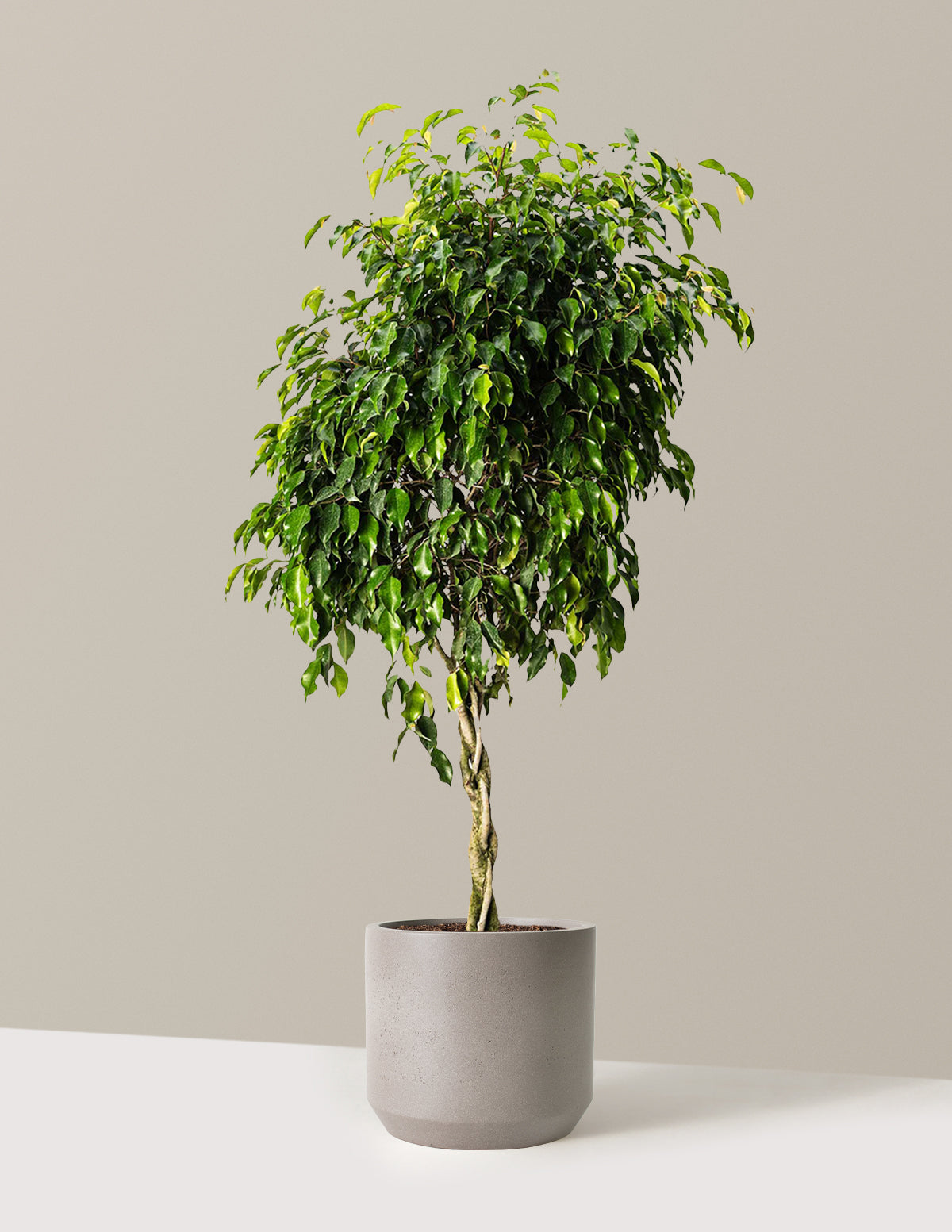 Braided Benjamina Ficus