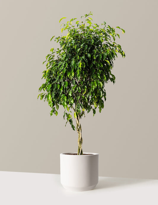 Braided Benjamina Ficus