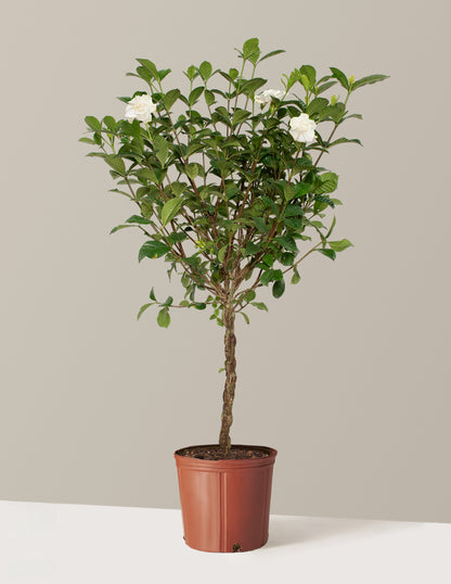 Large Braided Gardenia