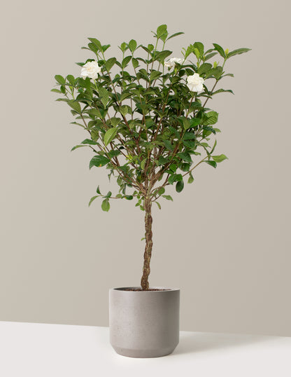 Large Braided Gardenia