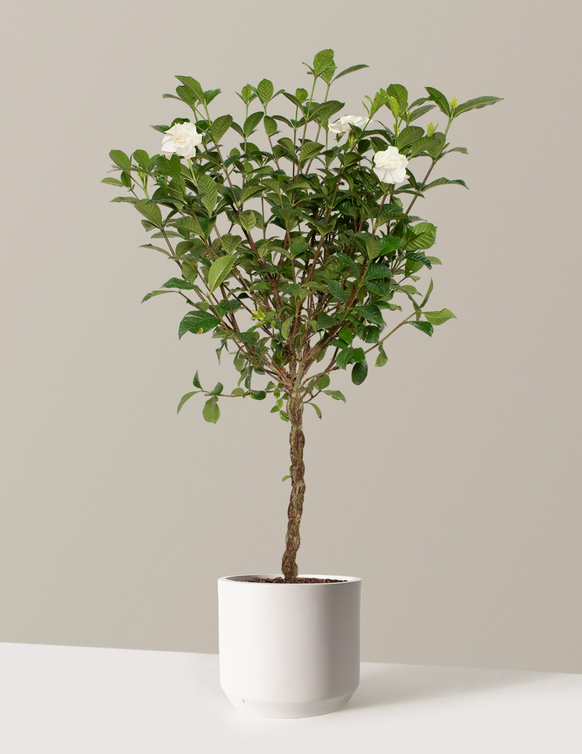 Large Braided Gardenia
