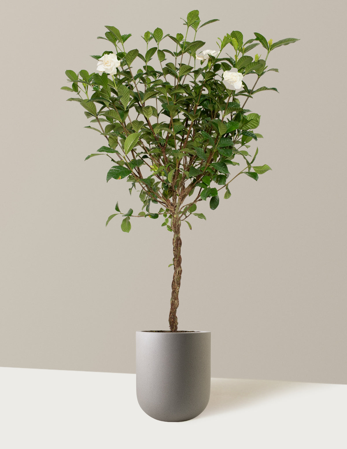 Large Braided Gardenia