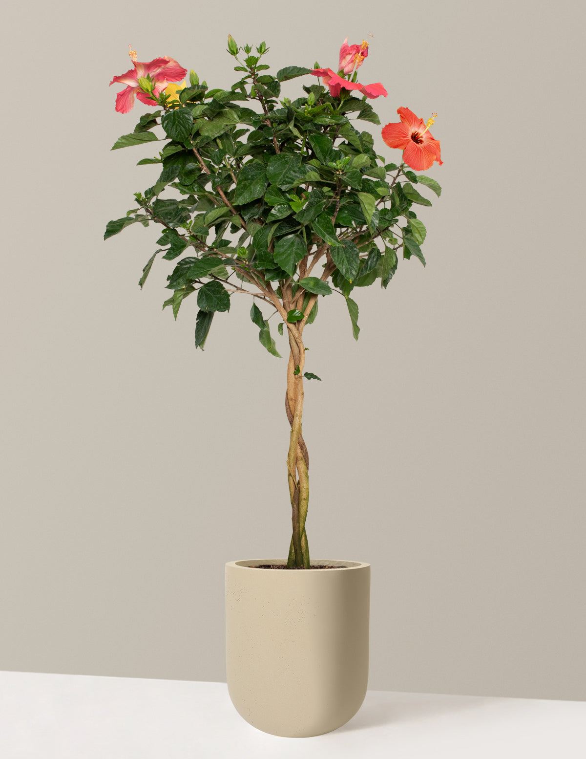 Large Braided Hibiscus Houseplant with Planter - Large (3' to 4' tall) Sand Planter