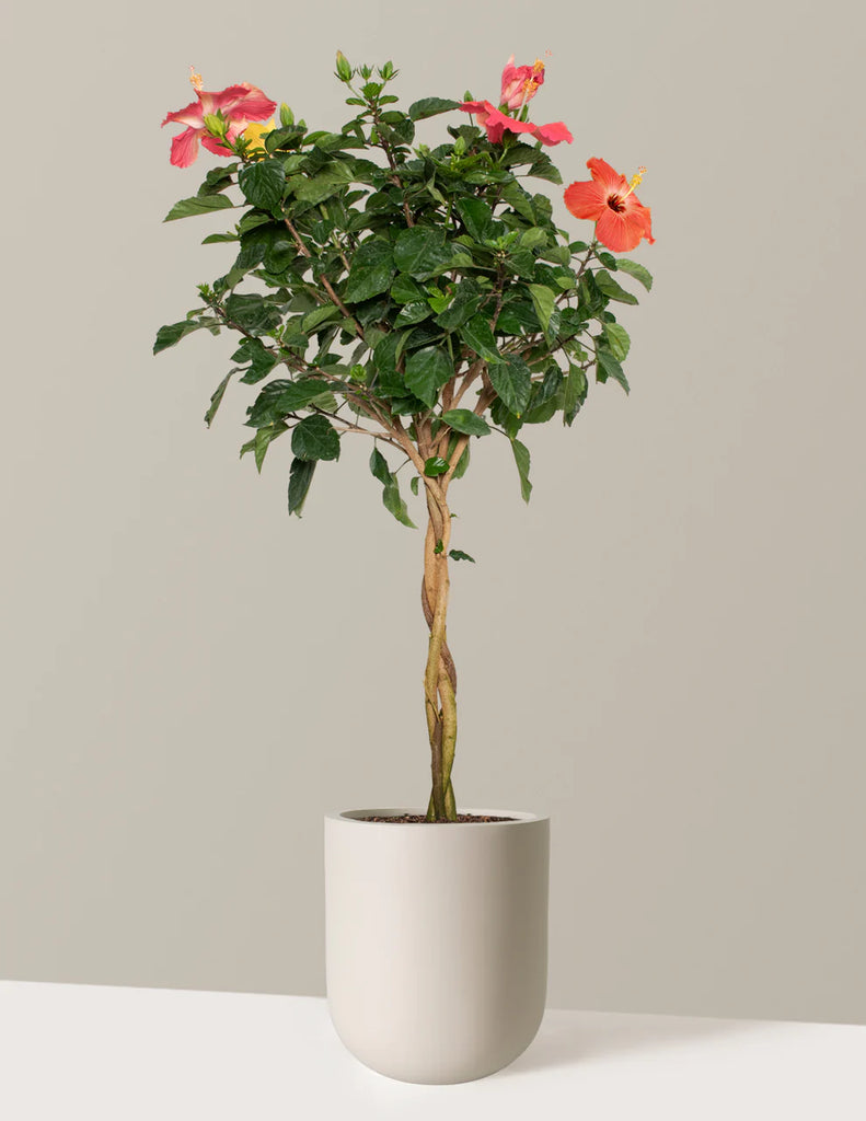 How to care for a Large Braided Hibiscus