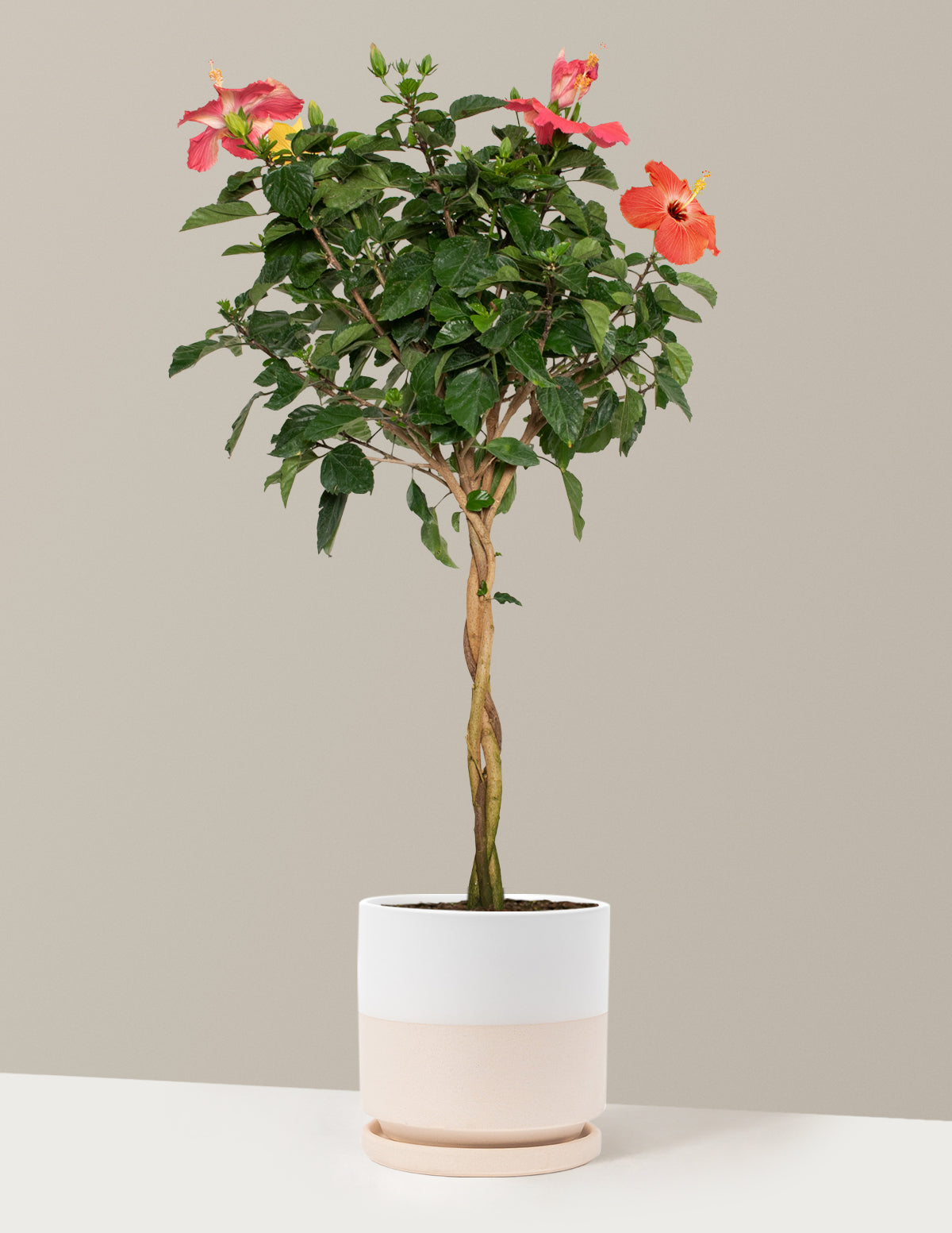 Large Braided Hibiscus