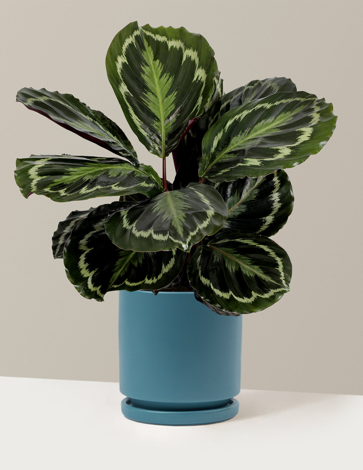 Calathea Medallion