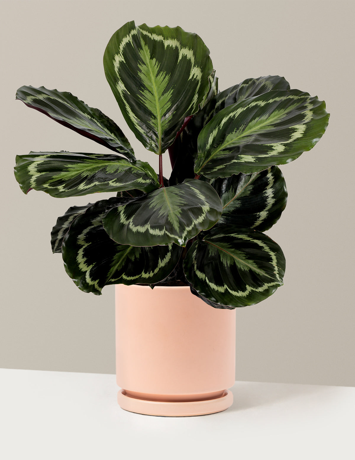 Calathea Medallion