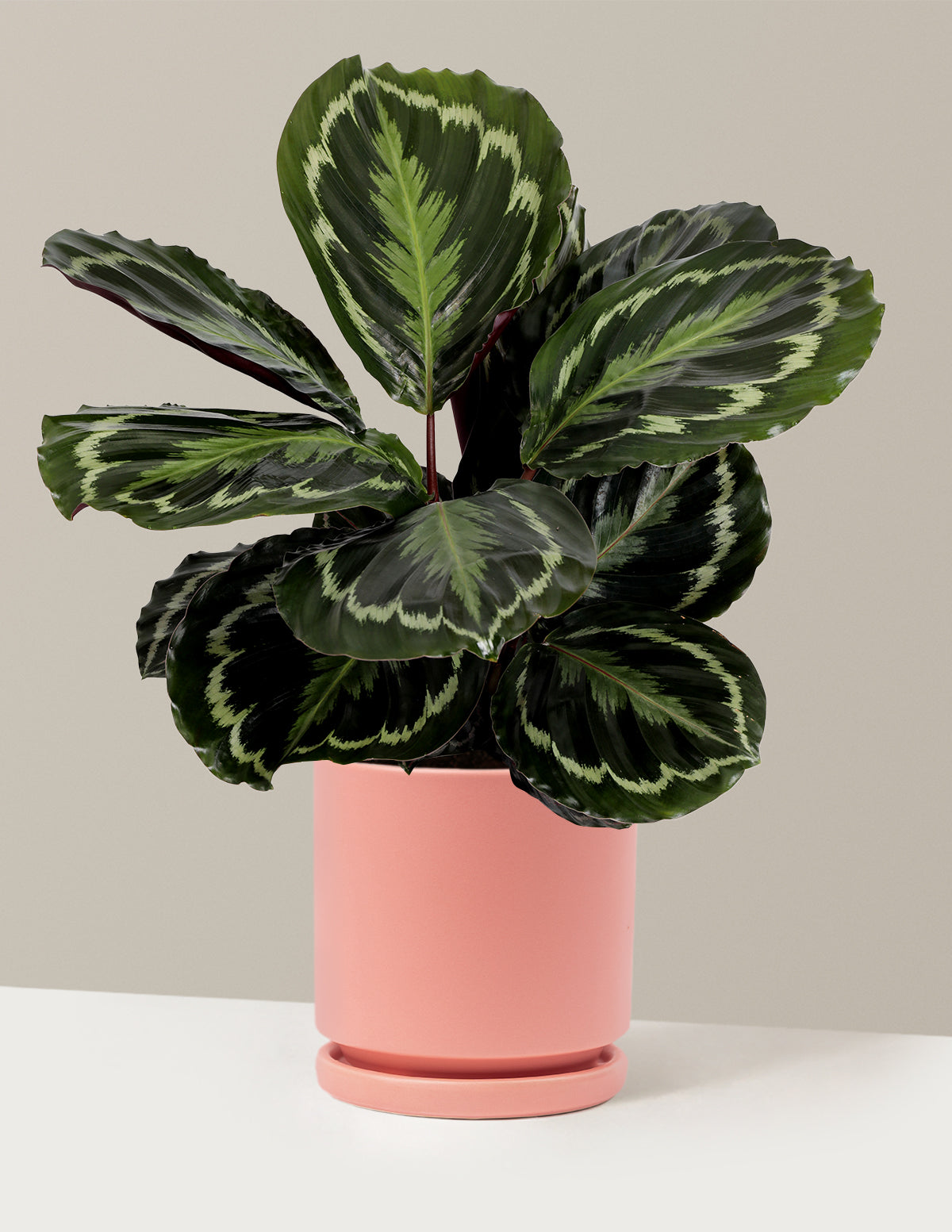 Calathea Medallion